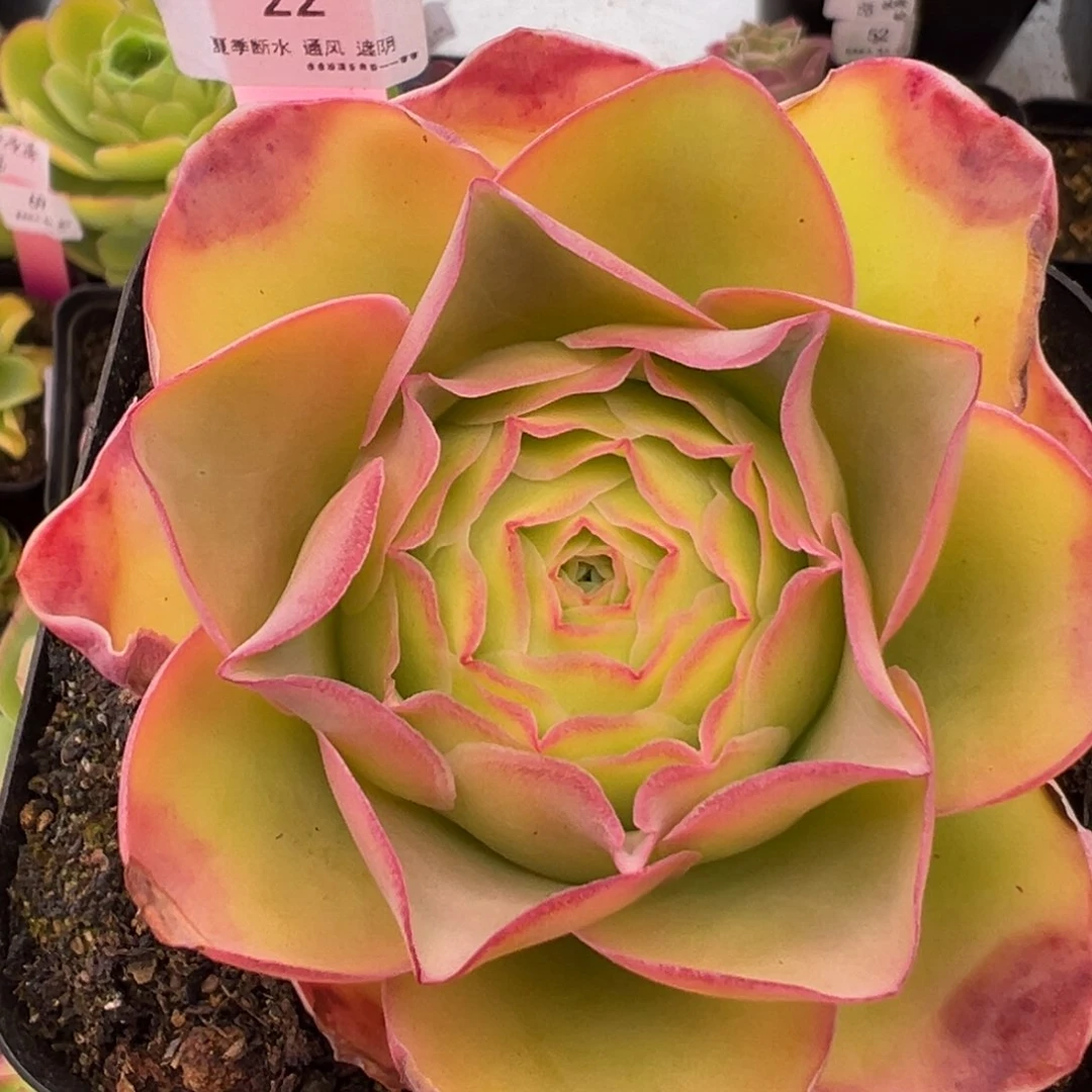 22号发光体—山地玫瑰