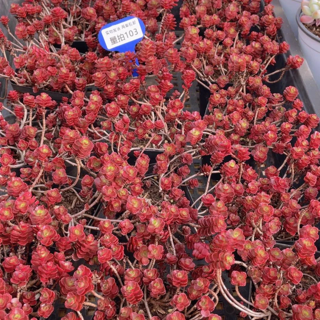量拍103号 小球玫瑰一盆