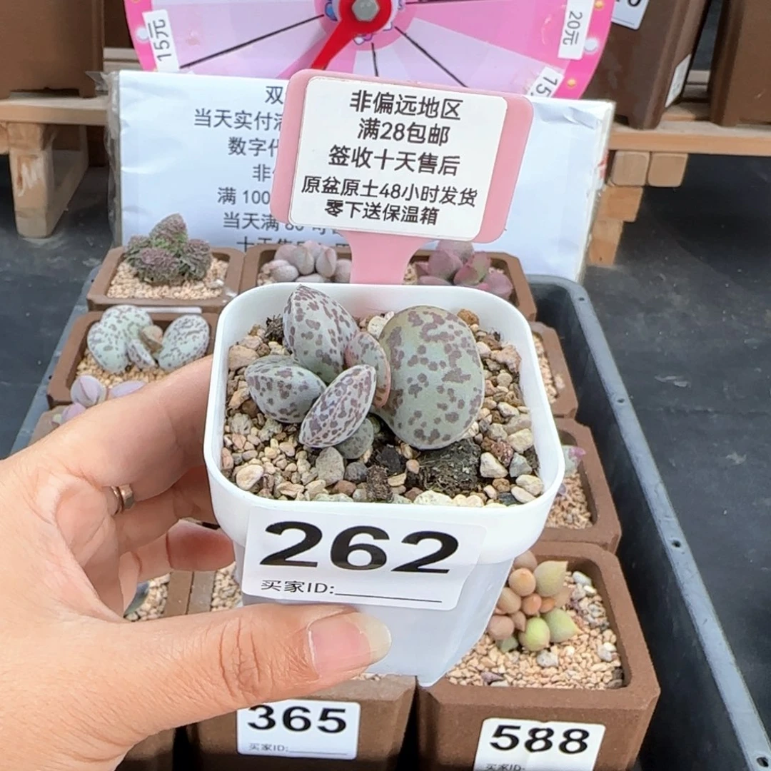 不*262花旦多肉植物