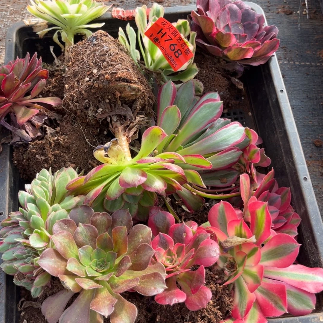 框拍768多肉植物法师