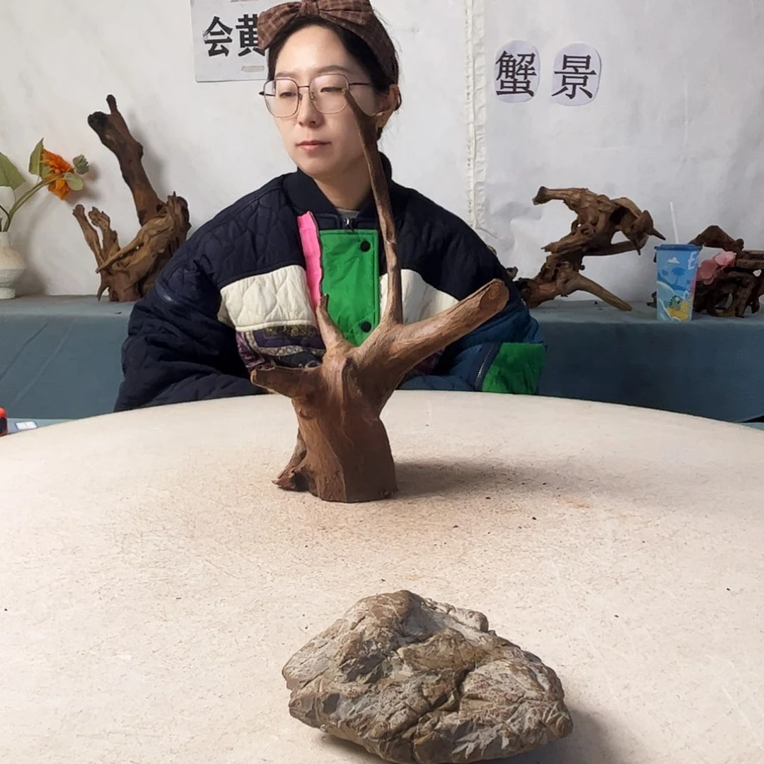 沉木造景爬宠造景