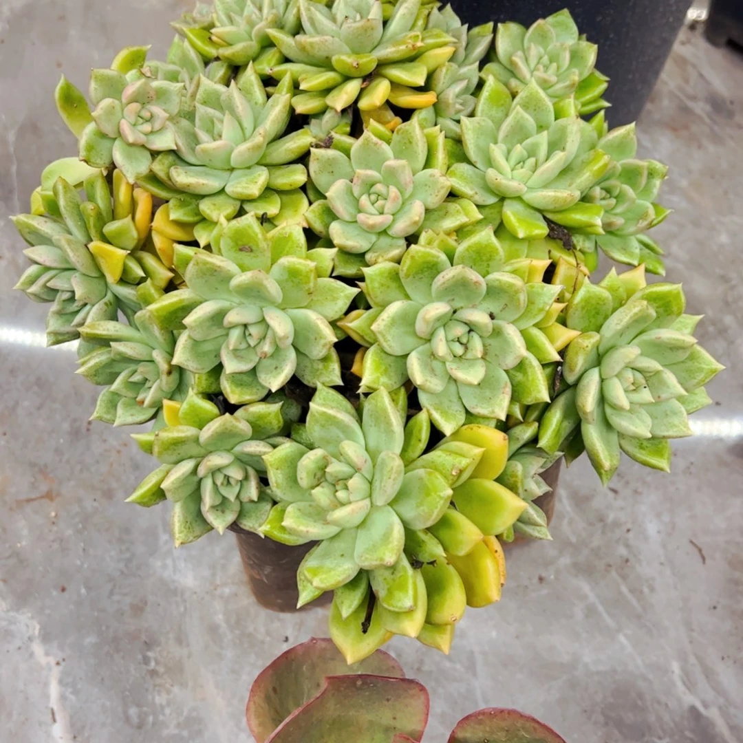 B***E多肉植物组合盆栽璀璨