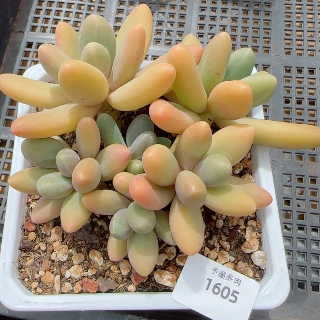 糖果美人，1605多肉植物