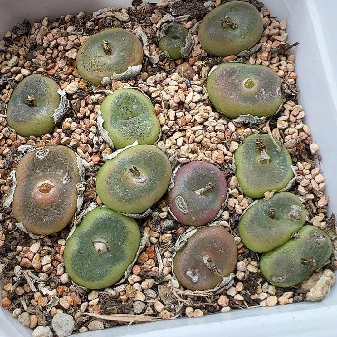 带盆发水晶靴母本……………………