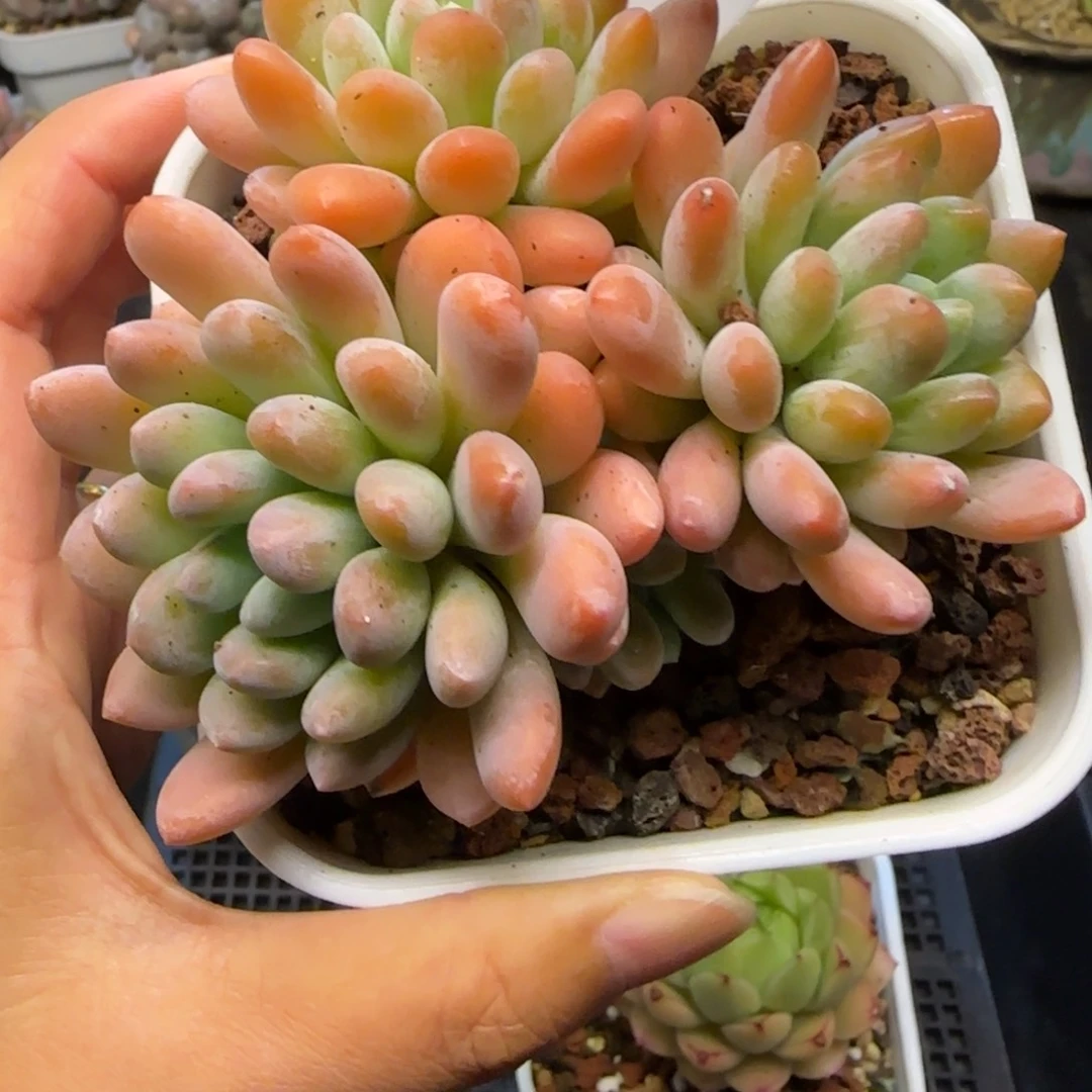 多肉植物0751…………….
