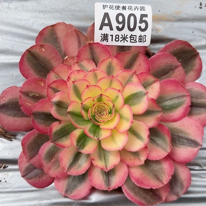 多肉法师海神朵朵