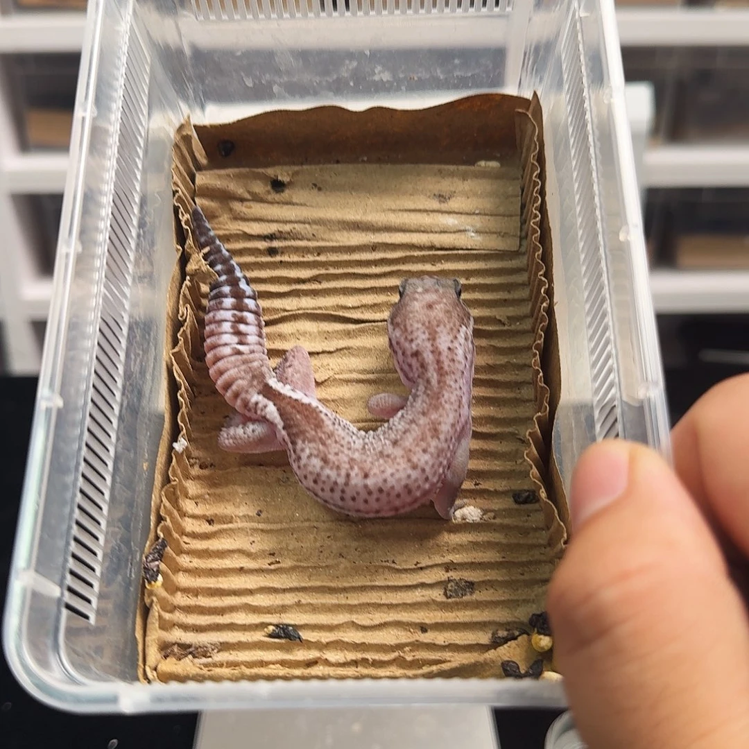 肥尾守宫奥无母，16g，3.5个月，搞起！