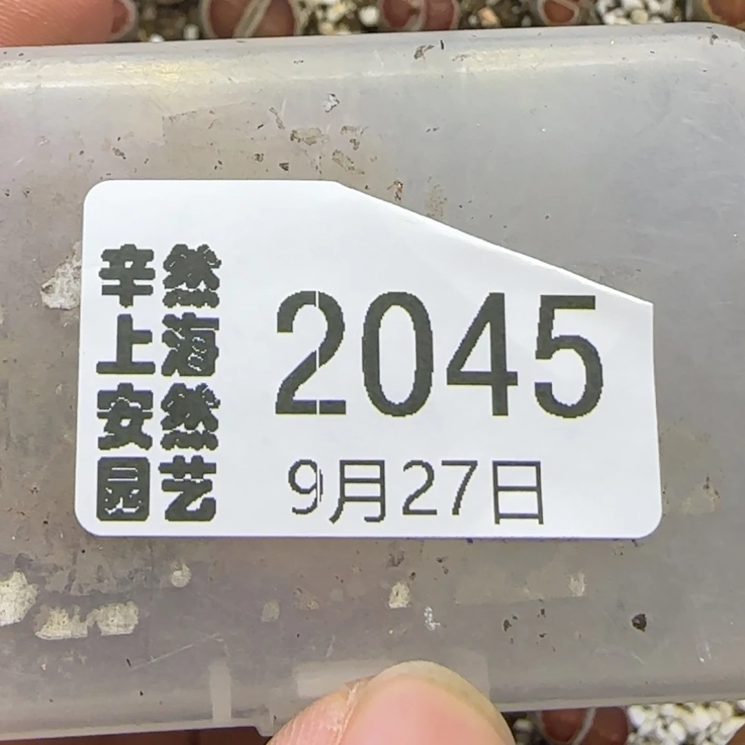9.27。  生石花x2。 2045