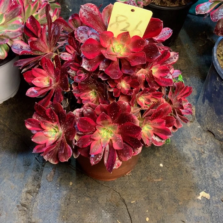 826美杜莎多肉一物一拍