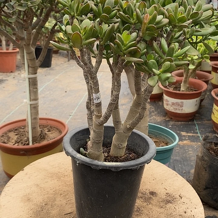 美*9.9招财猫一物一拍