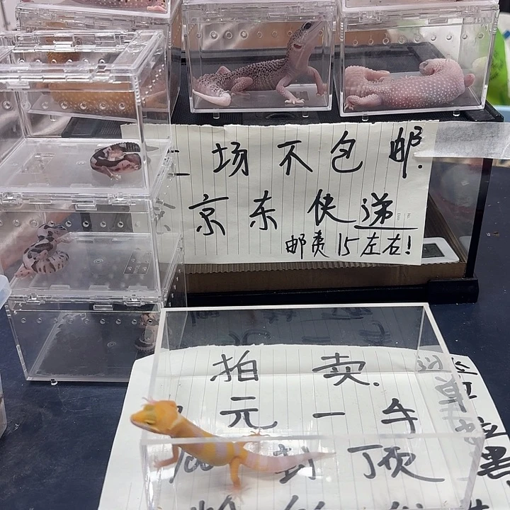 豹纹守宫不想不想你想你呢