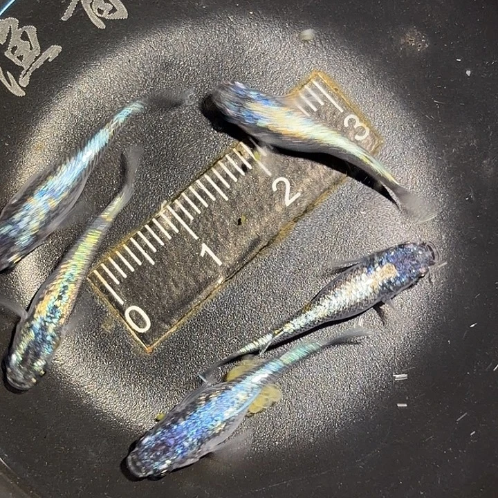 热带海域公2海王星一组26鱼