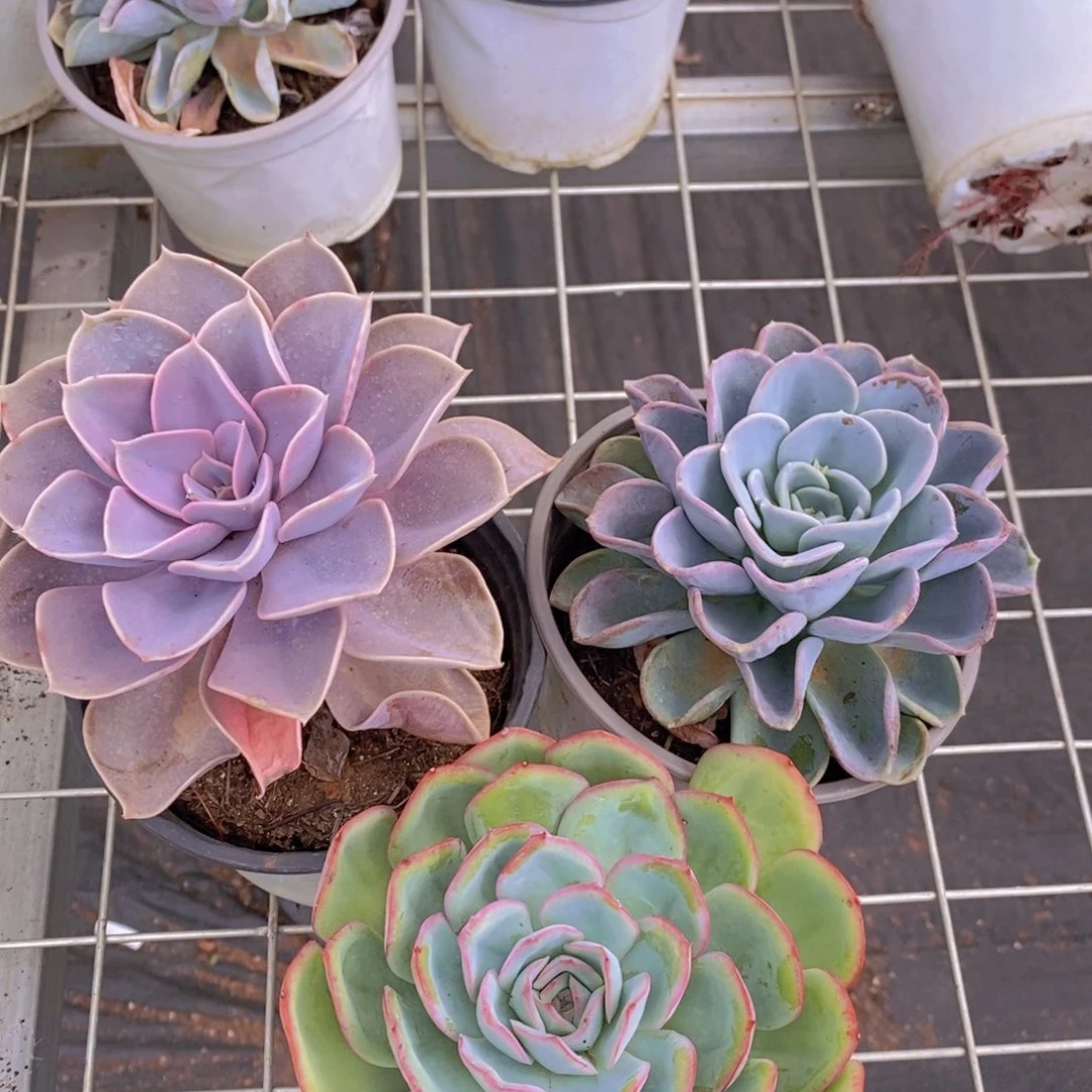紫丁香➕美尻➕晨露 大单头各一盆