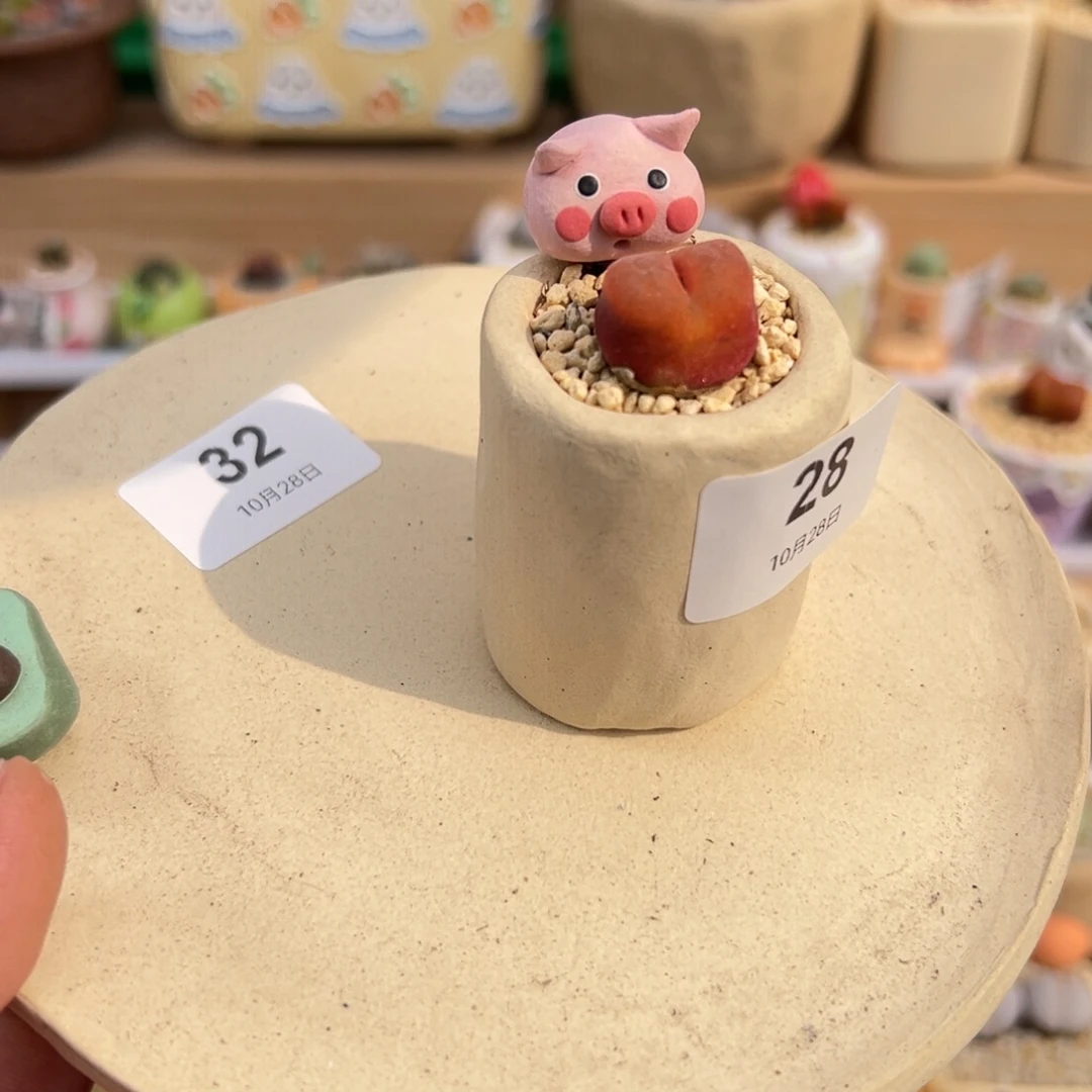 小***丝多肉植物实付9.9元包邮32-28号