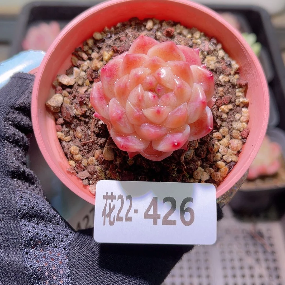花利美22- 426秘境冰魄