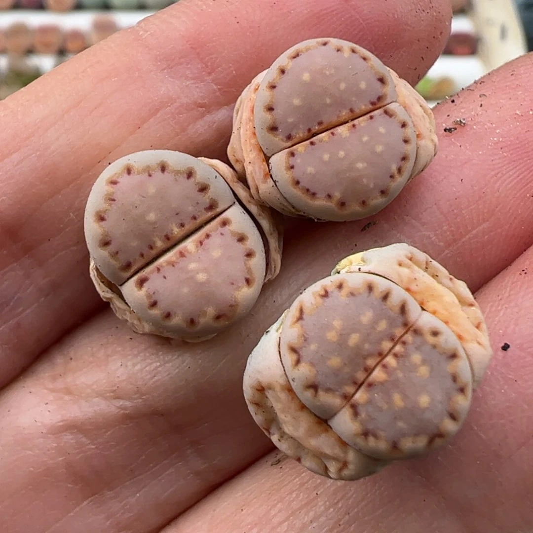 3.7好看的多肉脱土发货228