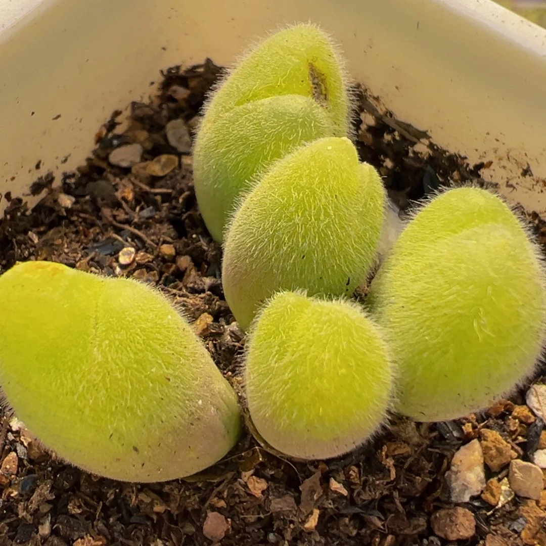 25多肉植物百科毛翠滴