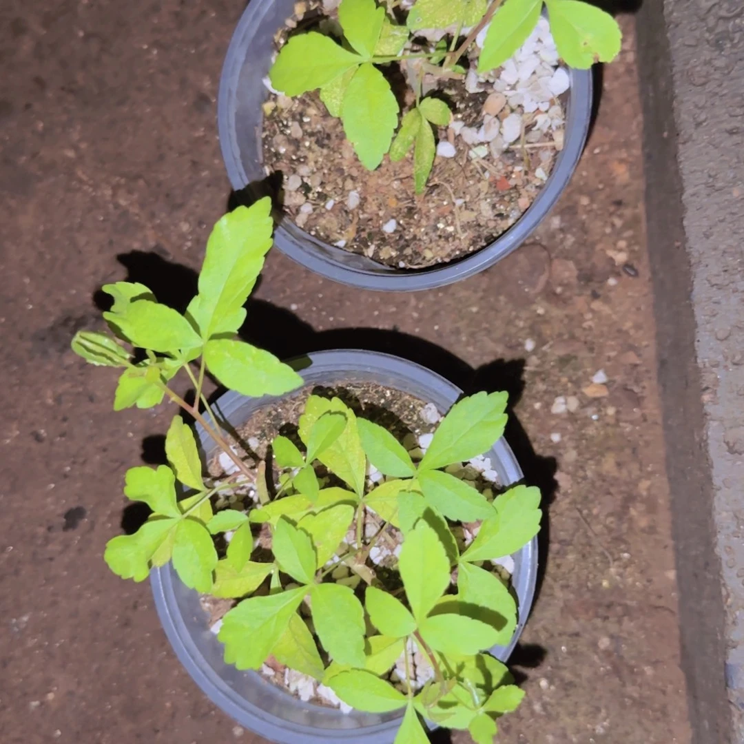 块根植物块根植物