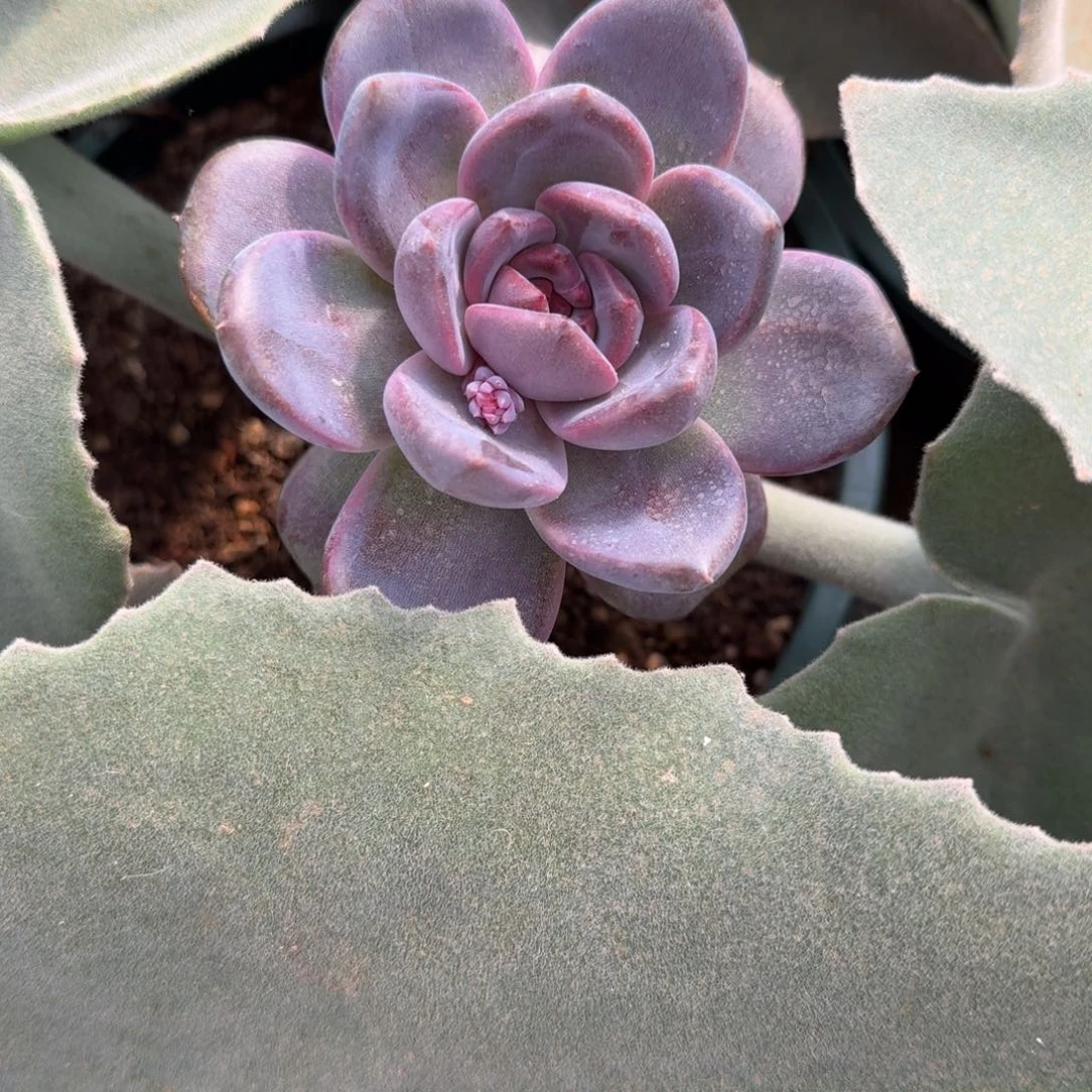 和***玉寄养在一个人身上是什么