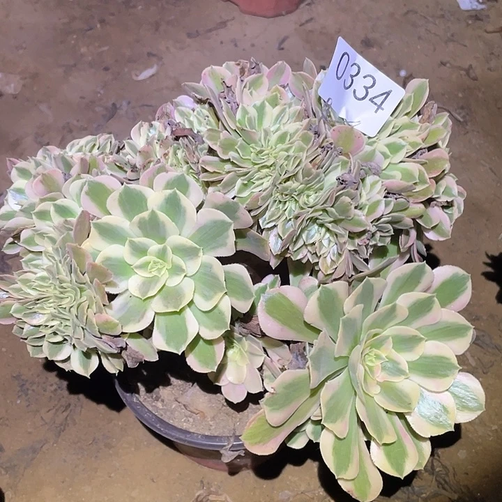 多肉植物法师334女巫缀