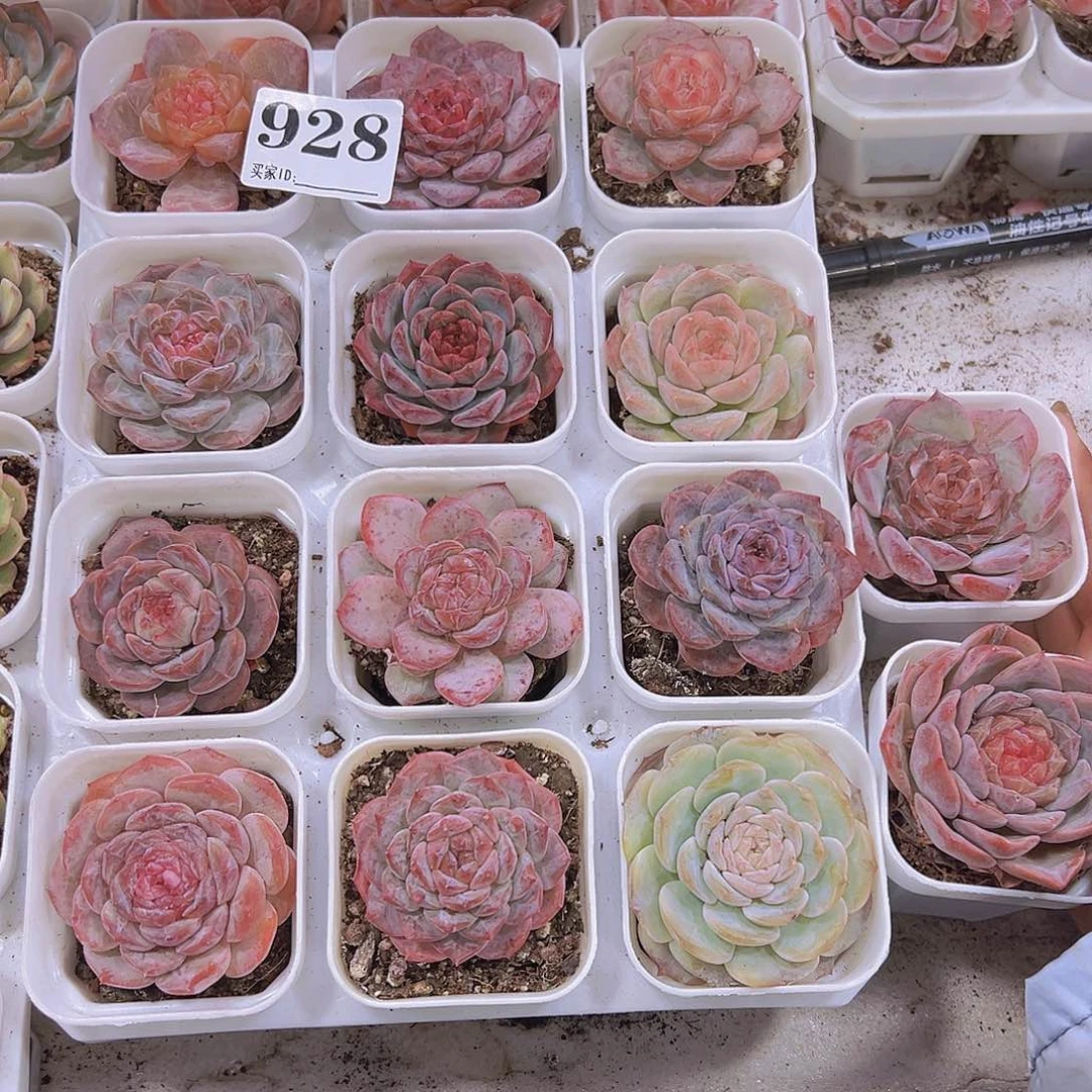 928精品冰魄组合14盆