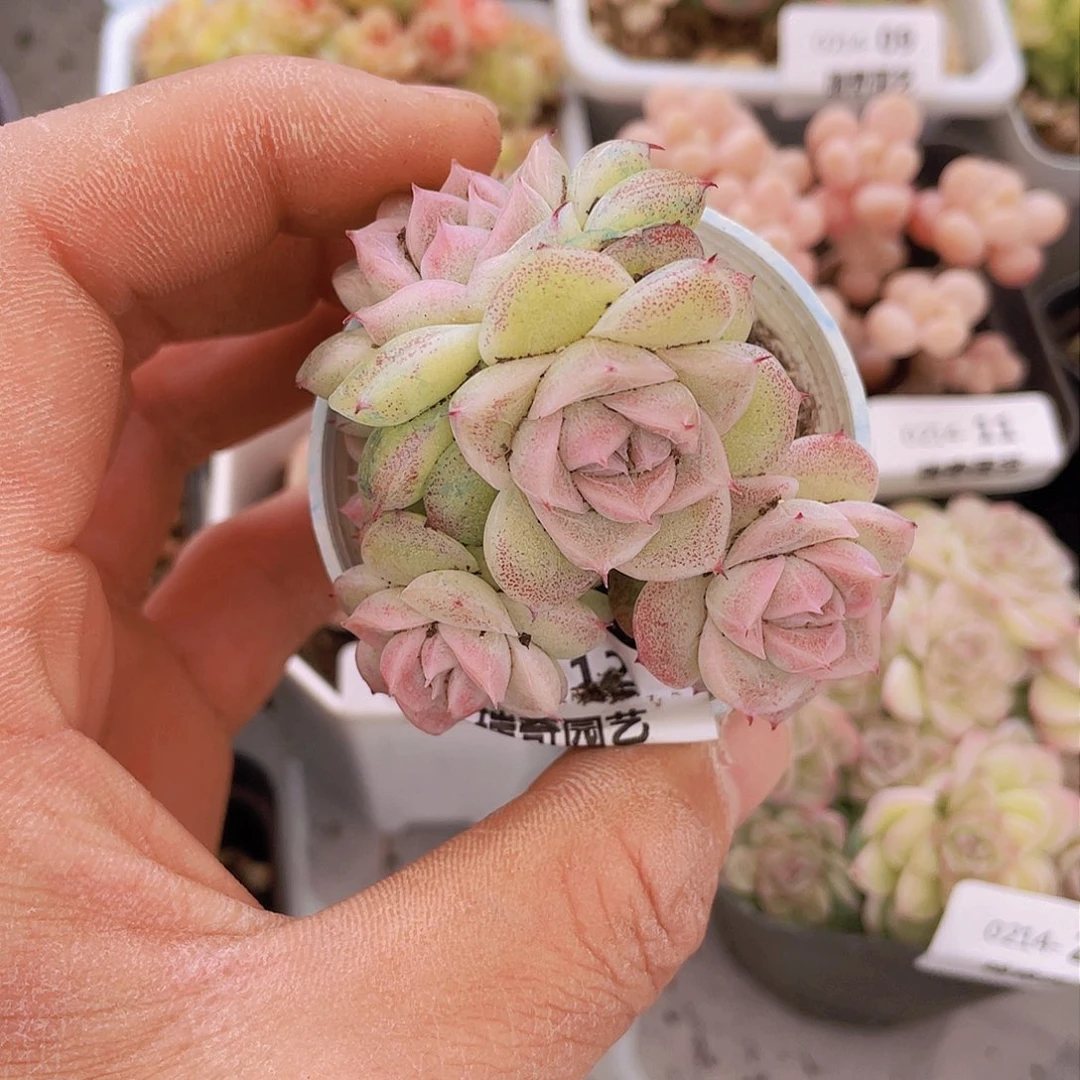 000000000000012量拍