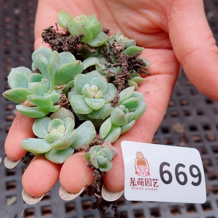 月***凉多肉植物多肉植物