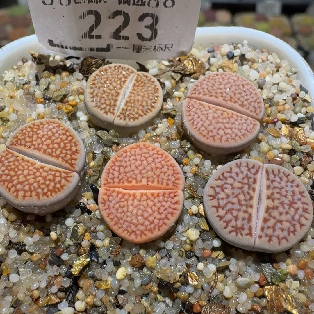 Ssss精品生石花223