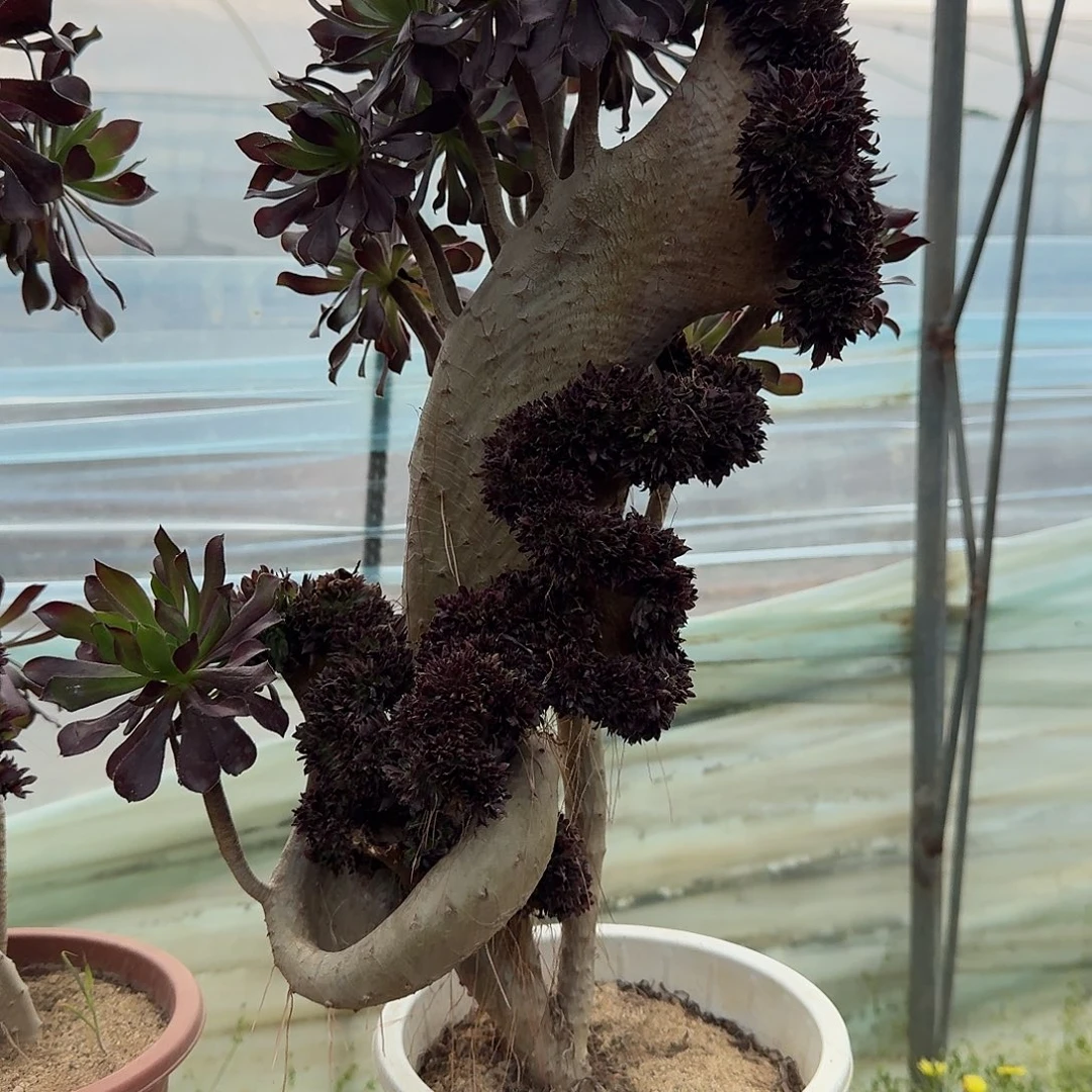 苹***虫699黑法师有伤一颗10级灯牌福利138的