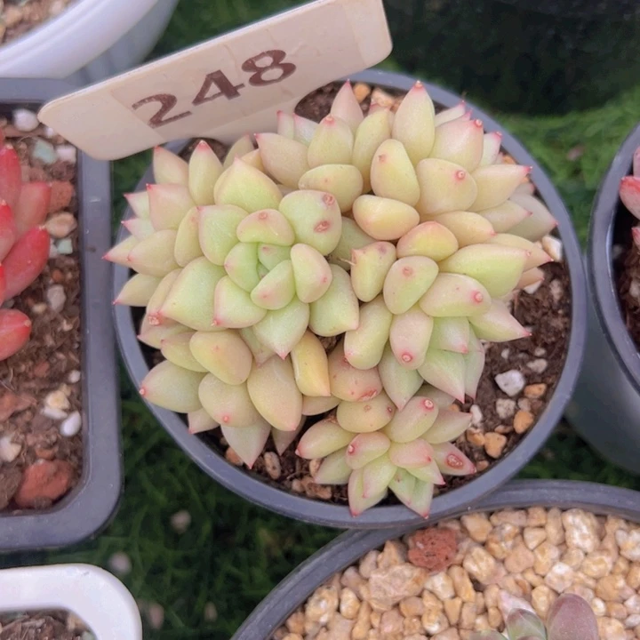 健健康康平平安安