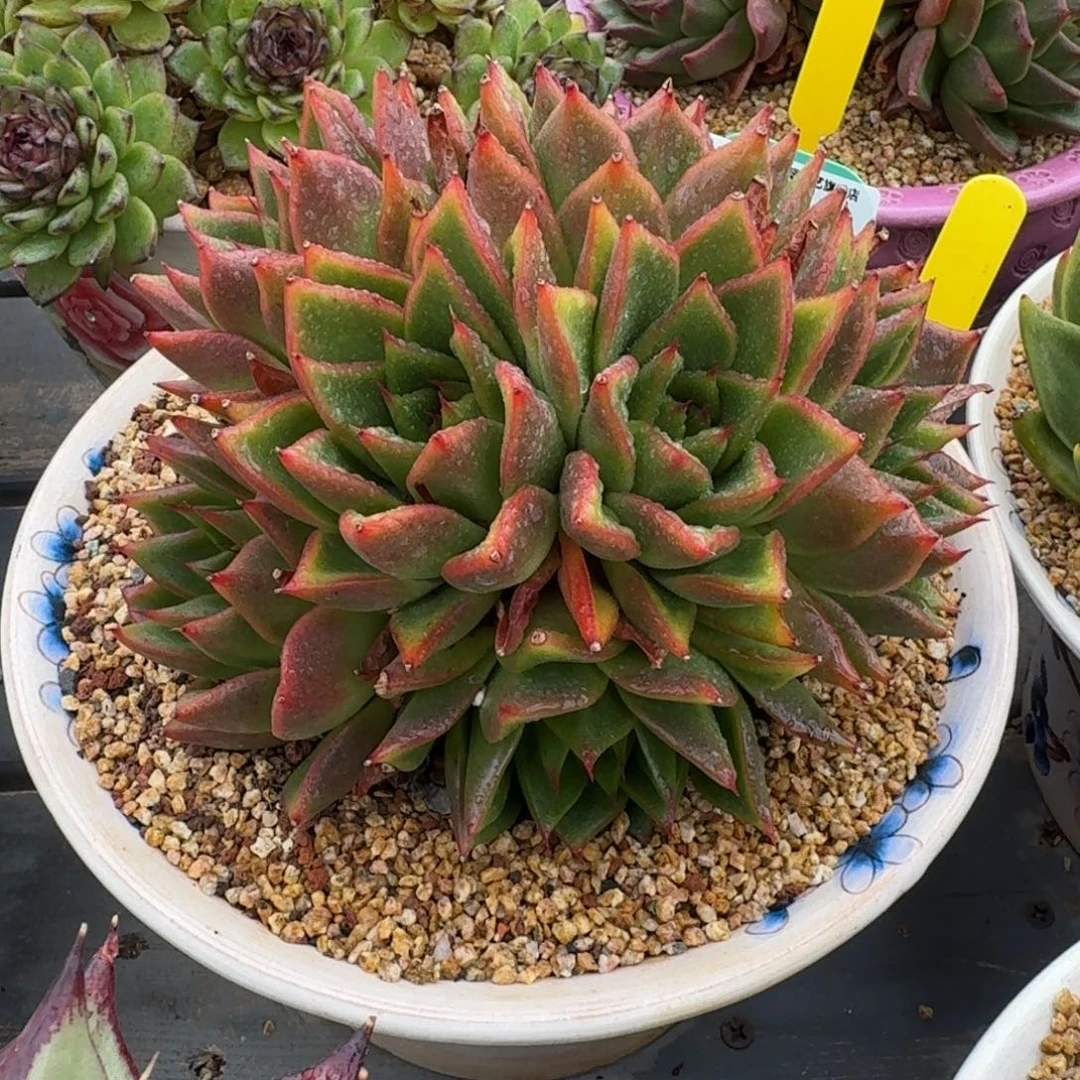 从前慢多肉精选编号1014.26