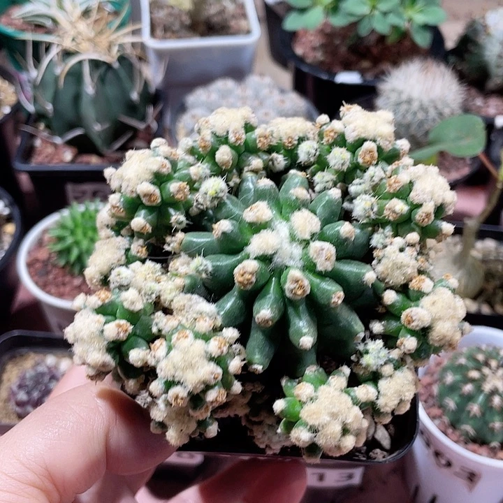 095大短豪刺金虎泉