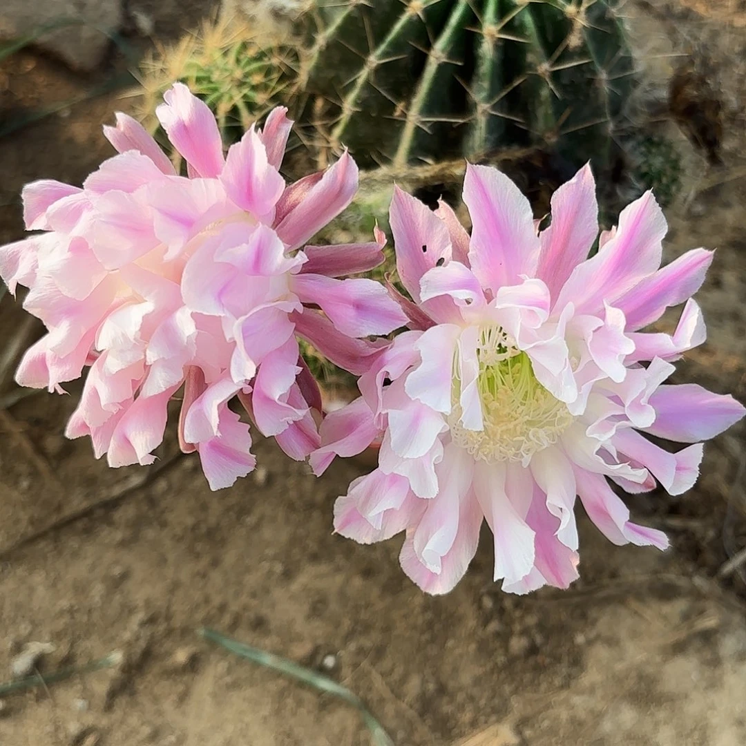 55 号实生仙人球瑕疵