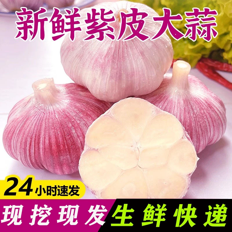2025年新鲜大蒜头现挖新蒜河南大蒜腌制糖醋蒜嫩蒜子 中牟大蒜