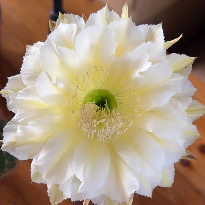 3277 实生彩草 脱土发