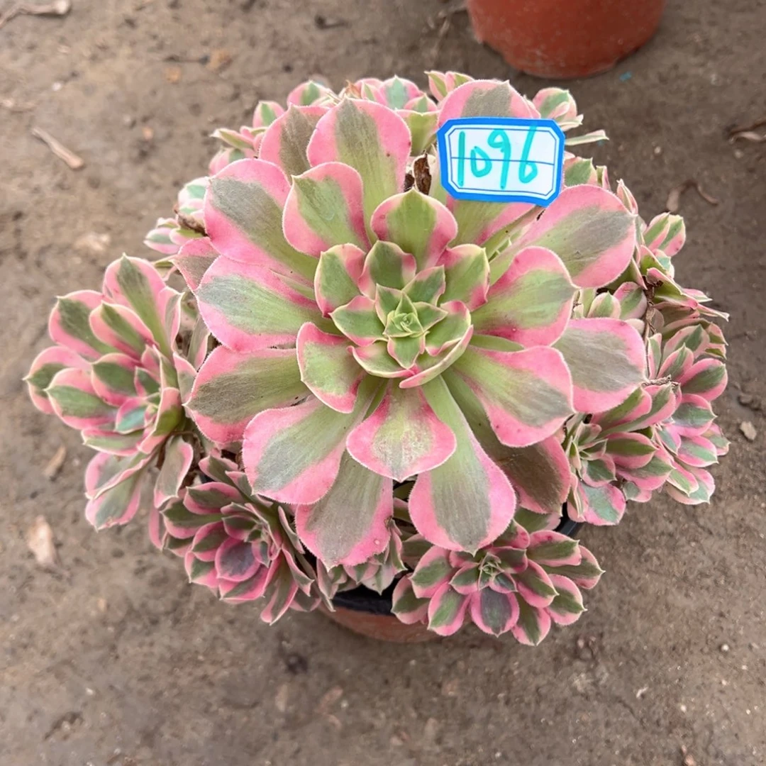 不周正叶罗刹1096