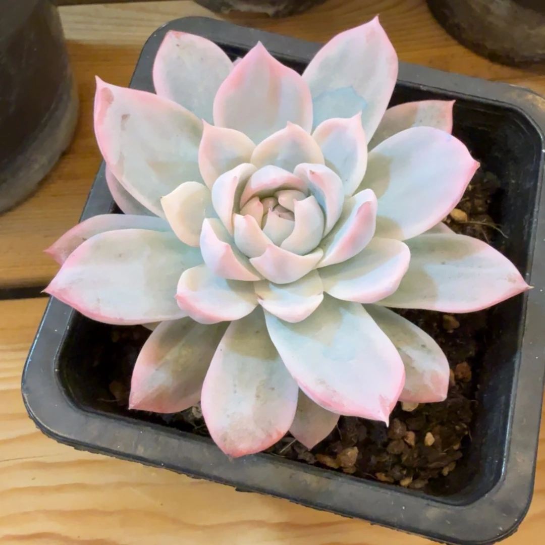 粉蓝鸟 安吉园艺锦