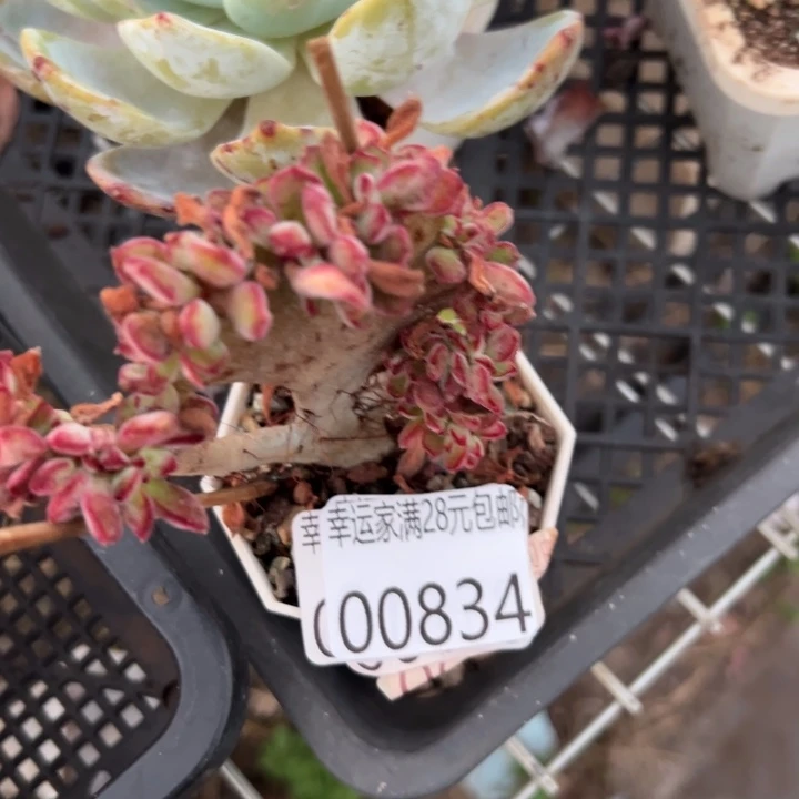 幸运的是我还没遇到幸运