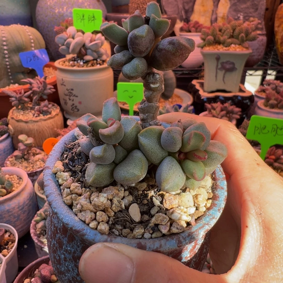 一组自拍，感谢支持1