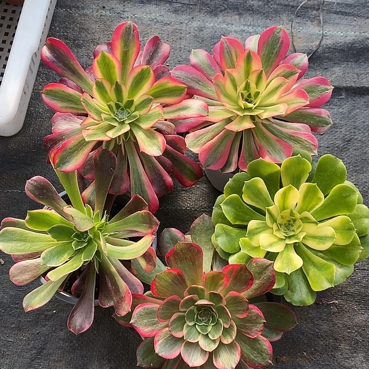 美杜莎女巫金丝雀辛尼亚夜宴5颗