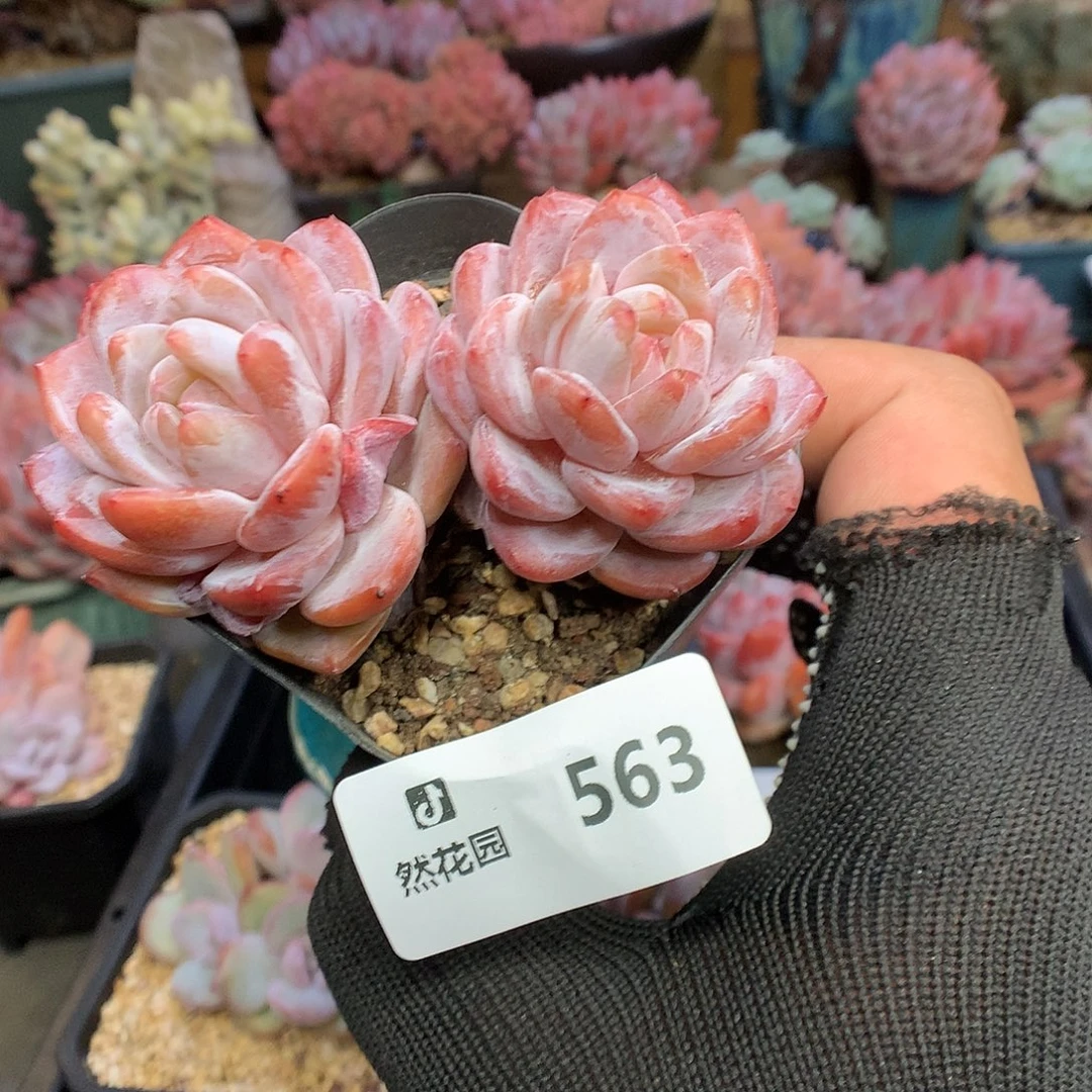 563雪天使多肉植物