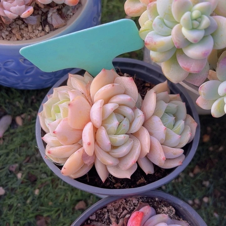 健健康康平平安安