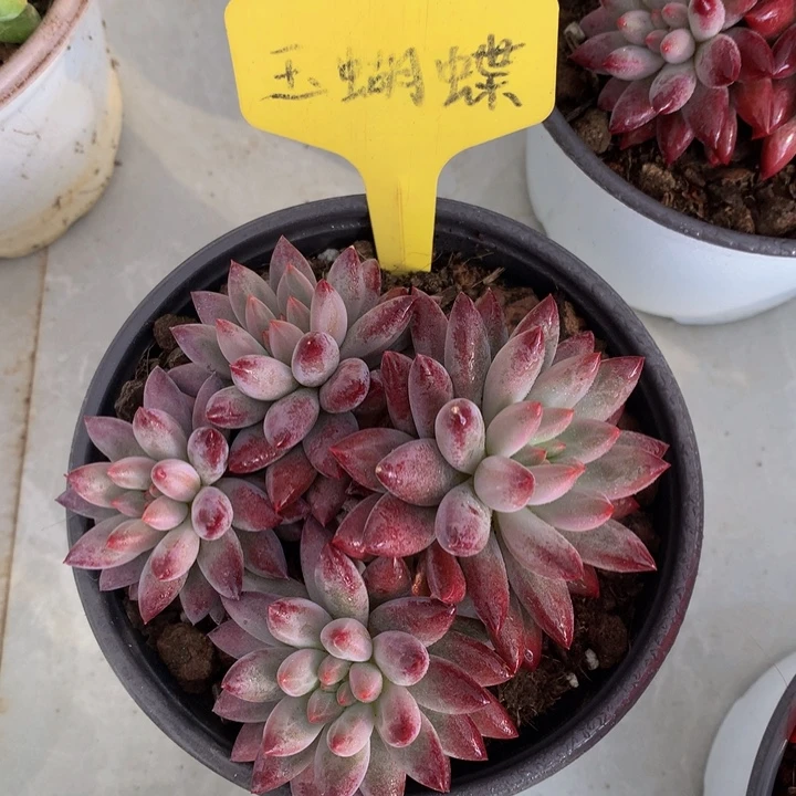 虞美人多肉植物72727372737