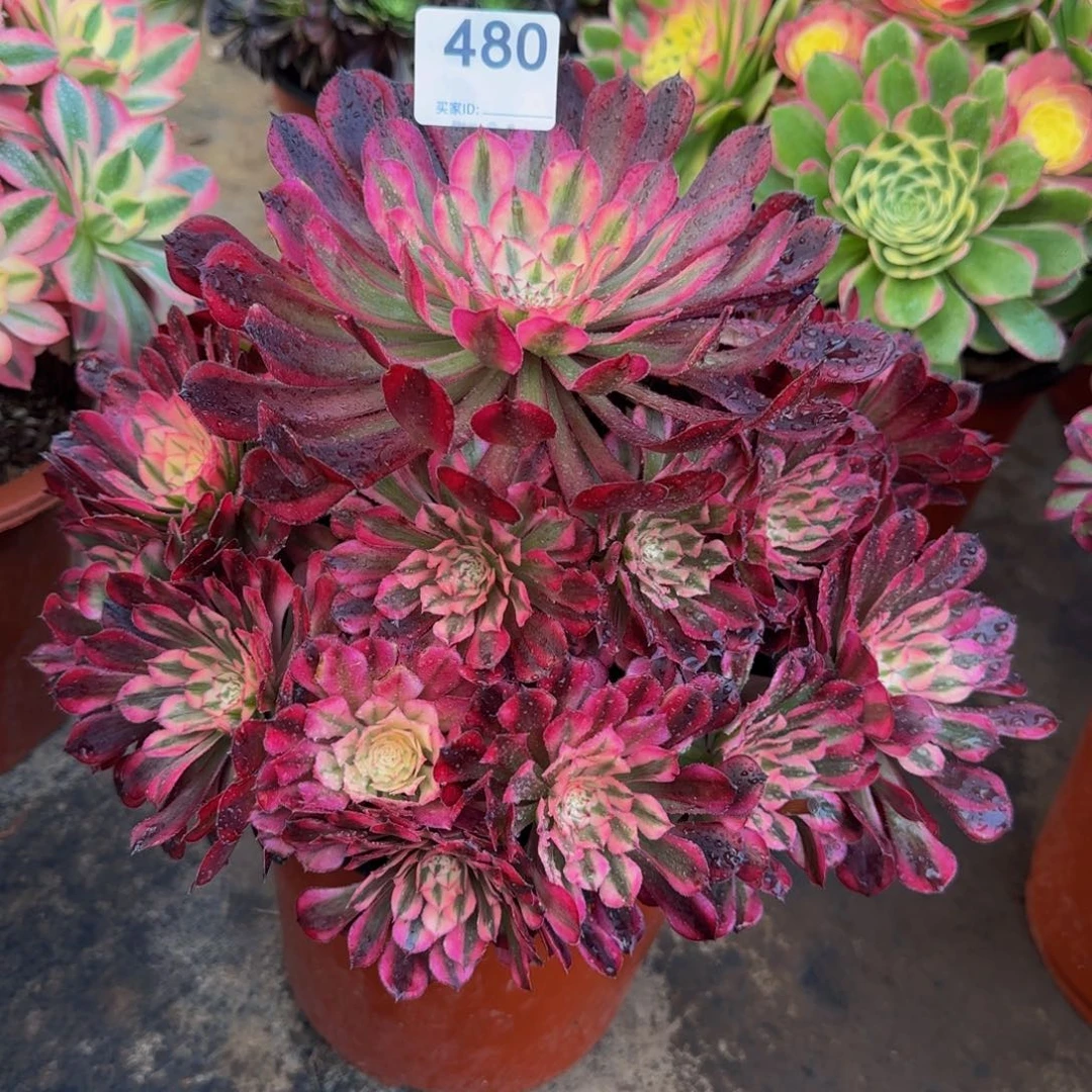 法师  铜壶锦480