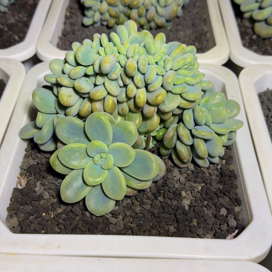 洛神缀化 一物一拍