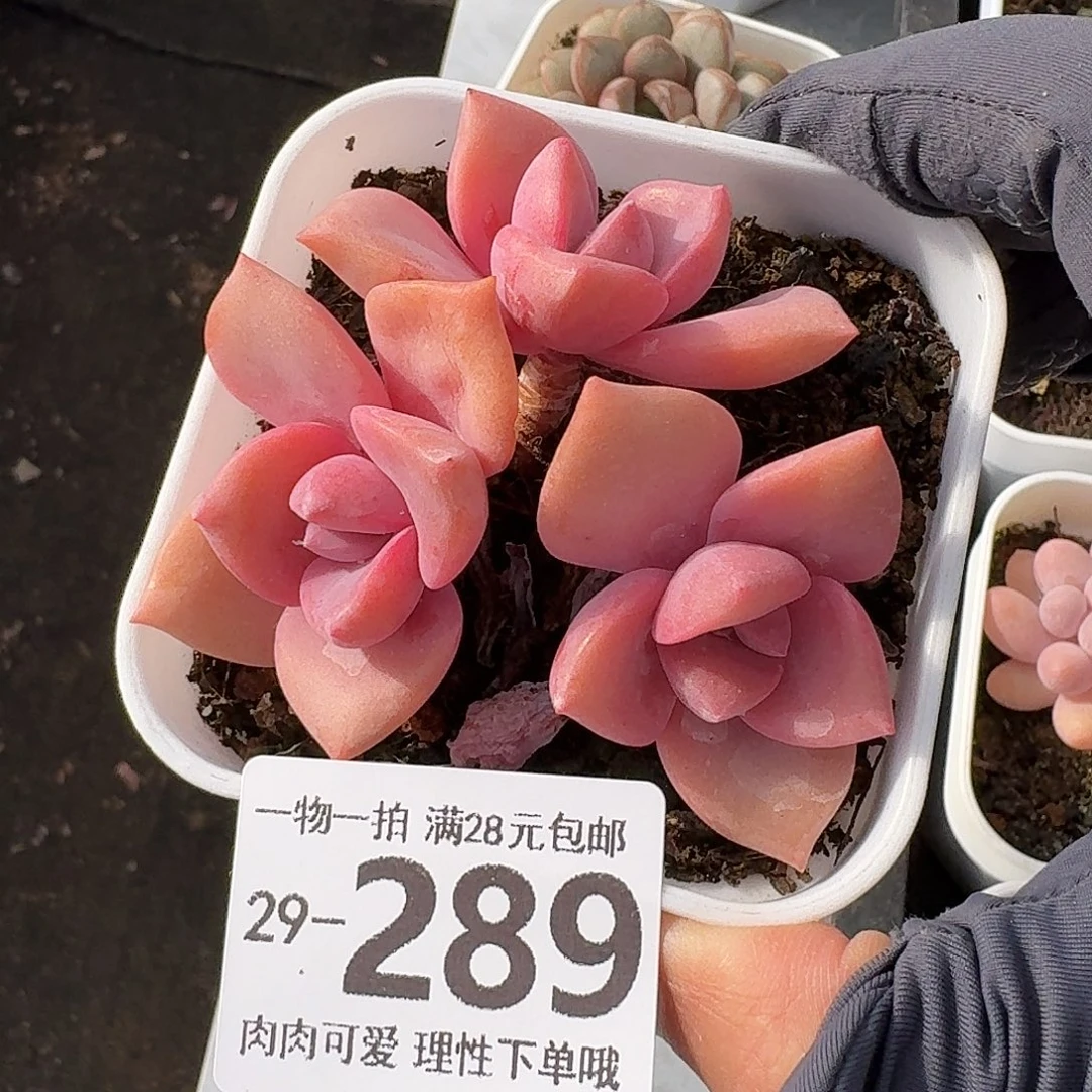 彩虹糖无盆土发货