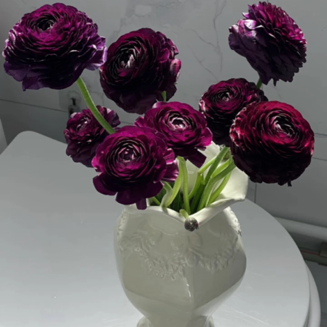 【黑天鹅 洋牡丹】不包邮一个运费任意拍  云南鲜花基地直发