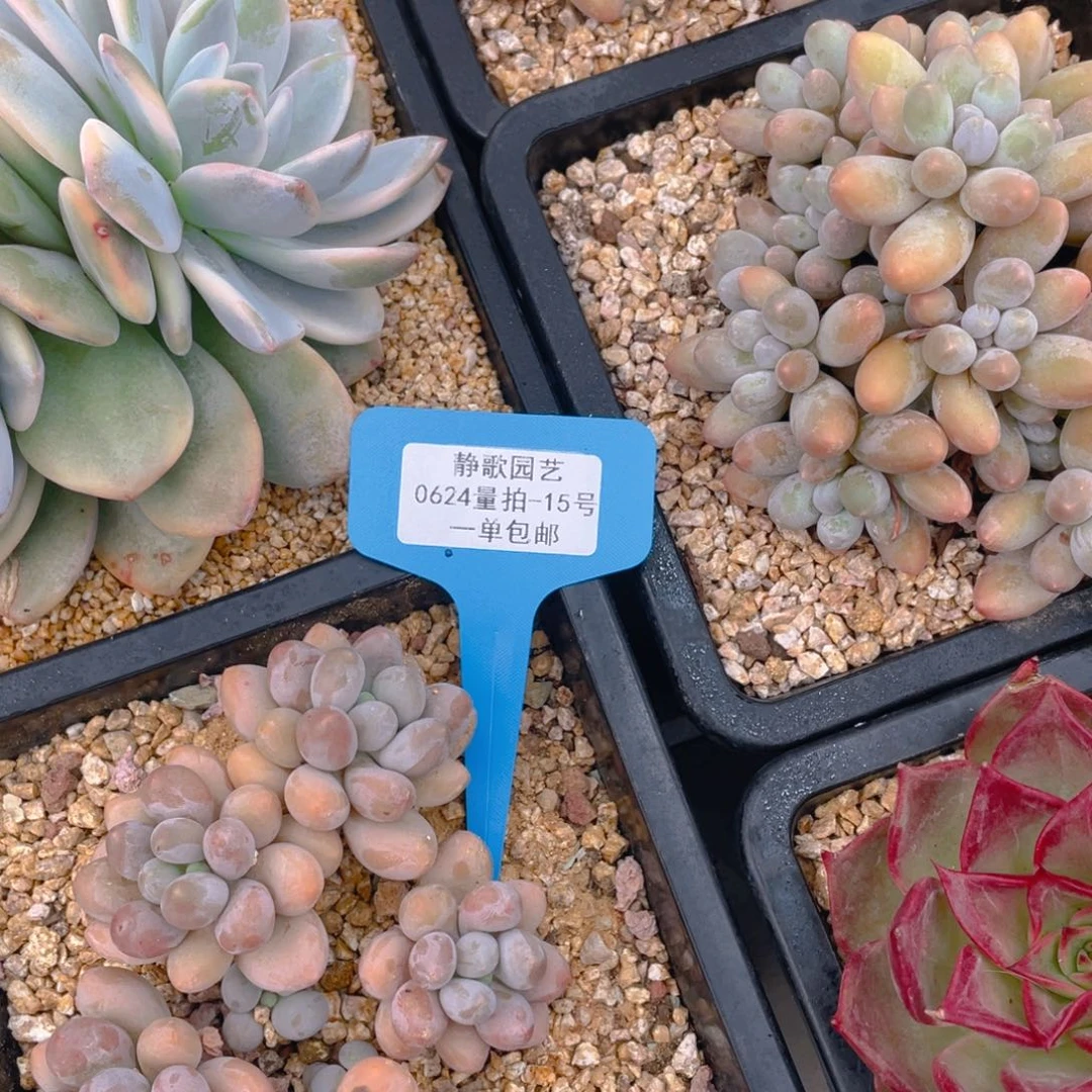 0624-15-胖体汤圆老桩群生一颗