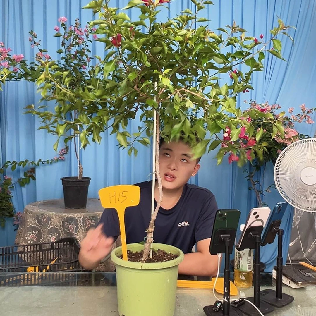 猫***瑰当前无花栽培后可以开花H15酒红桑巴