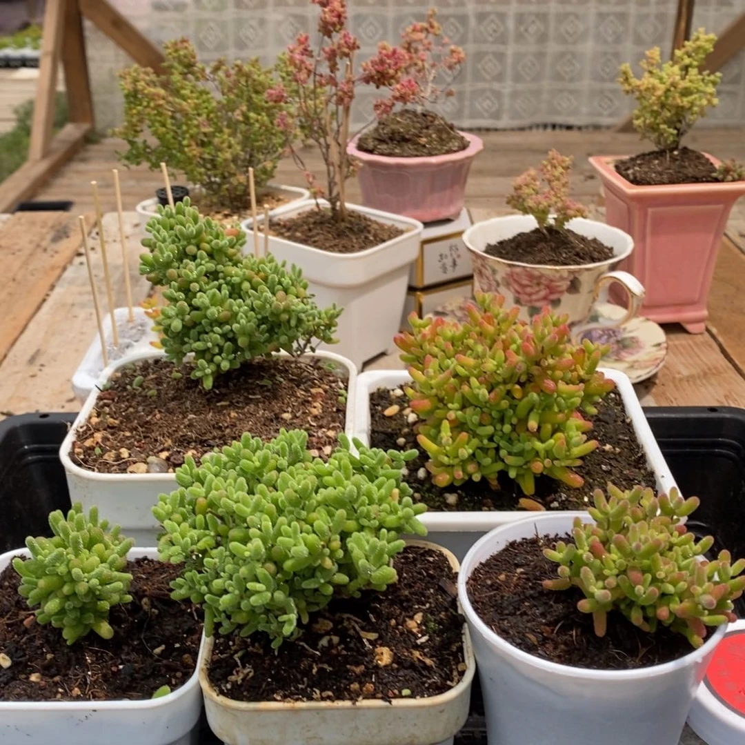 枝干蜜桔糖球来咯923